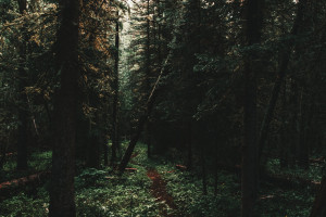 南美双雄争霸2026!谁是绿茵场上的王者!